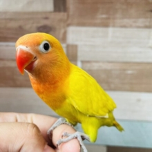 最新画像あります✨明るさMAX⭐️サンサンイエローちゃん🔆ヤマブキボタンインコのイエロー！！
