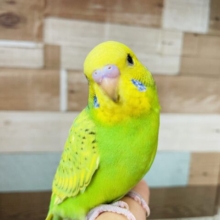 最新画像あります☆ヒナ餌卒業‼️ちょっぴり控えめさんですか❓これからどんな子になるのかなぁ〜セキセイインコ（スパングル）⭐️