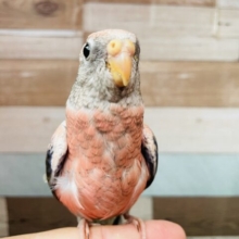 最新画像あります♪ヒナ餌卒業‼️キュートなピンク色💕ぱっちりおめめで見つめられちゃうローズアキクサインコ‼️