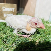 最新画像あります☆大きなお口で大迫力‼️キラッと輝く赤目のシルバーイノ文鳥✨