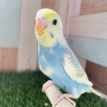 お腹に広がる青空カラーが素敵です✨セキセイインコのレインボーパイド！！