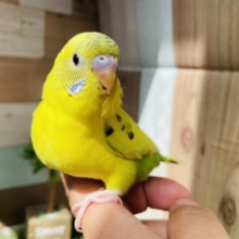 最新画像あります⭐️イエローのボディーが輝いて見えますっ✨セキセイインコのハルクイン！！