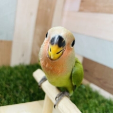 最新画像あります⭐️ベタ馴れ候補生❣️わたわたなチビかいじゅう降臨🦖コザクラインコのノーマル！！