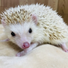抱っこも触れ合いもできちゃう💫ハリネズミ（シナモン）男の子