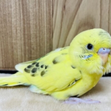 【最新画像更新🪄】キラリ光る‪☆菜の花ちゃん🌻セキセイインコ(ハルクイン) ヒナ