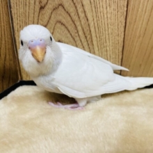 【最新画像更新🪄】雪景色に溶け込む真っ白カラー☃️セキセイインコ(ダブルファクター) ヒナ