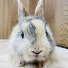 まん丸お目目に見つめられたら胸キュン💕ネザーランドドワーフ（トーティ）男の子