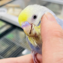 【動画・最新画像更新🪄】甘ったれヒナちゃんがやってきた♡セキセイインコ(パステルレインボースパングル) ヒナ