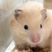 サテンハムスター　男の子　安心できるお家が大好き♪