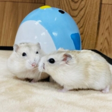 トンネル遊びがだーい好き♡イエロープディングハムスター（男の子）