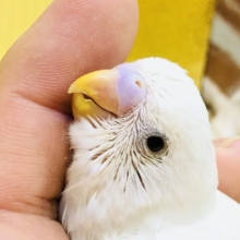 真っ白な体に輝くブラックダイヤモンド♪　セキセイインコ