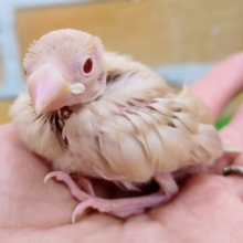 キラキラの赤目ちゃん✨シナモン文鳥のヒナ入荷しました❤