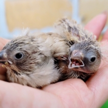 残り1羽❤色変わり🧡キンカ鳥のヒナ入荷しました❤