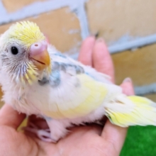 カラフル🌈セキセイインコのヒナ(レインボーパイド)入荷しました❤