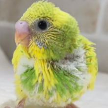 フレッシュフレッシュ～💛 セキセイインコ(パイド)