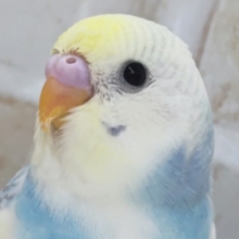 少し違った印象の～🌈 セキセイインコ(パステルレインボーパイド)