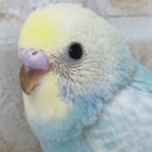 これはまさにパステルー🌈 セキセイインコ(パステルレインボースパングル)