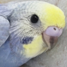 とってもキレイなブルー💙 セキセイインコ(パステルレインボー)
