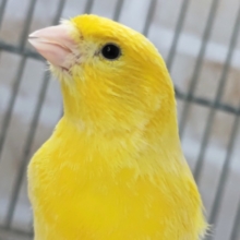 ビタミンイエロー🍋 ローラーカナリア(男の子)