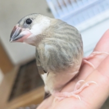 4月限定の～🌸 文鳥さんフェアー🐣