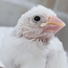 かわいい天使さん降臨～🤍 白文鳥🐣