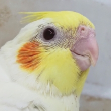このフォルム可愛過ぎる～🌞 オカメインコ(ルチノー)