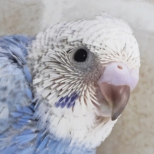 3色の組み合わせが良いんです～🫐 セキセイインコ(ブルースパングル)