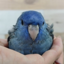 深い海🌊コバルトブルーのサザナミインコのヒナ入荷しました❤