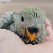 わたわた☁オリーブカラー🫒のコザクラインコさん入荷しました❤