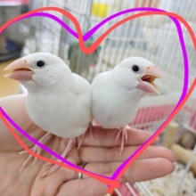 最新画像更新❤可愛すぎ\(ϋ)/\(ϋ)/白文鳥のヒナ入荷しました❤