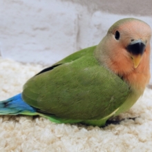キリリッ✨コザクラインコのヒナ(ノーマル)入荷しました❤