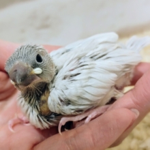 頭ツルっ❤シルバー文鳥のヒナ入荷しました❤