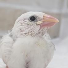 もちっとかわいい～⭐ 白文鳥🐣