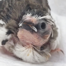 かわいいが溢れてる～🩷 十姉妹🐣