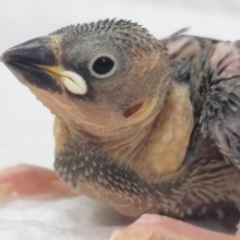 これからの成長楽しみ～🌸 桜文鳥🐣