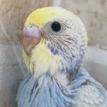 濃いめの素敵な青～💙 セキセイインコ(パステルレインボー)