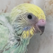 鮮やか～緑系レインボー🍀 セキセイインコ(パステルレインボー)