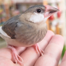 🌟最新画像🌟 好奇心旺盛！遊びたい盛り～🌸 桜文鳥🐣