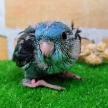 カキカキ好きになる？❤サザナミインコのヒナ(ターコイズブルー)入荷しました❤
