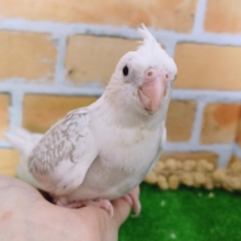 よくばりカラー✨オカメインコのヒナ(ホワイトフェイスシナモンパールパイド)入荷しました❤