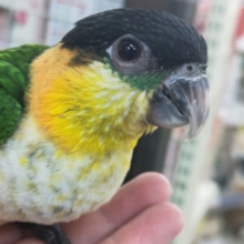 包まれるの大好き！甘えん坊～🖤 ズグロシロハラインコ