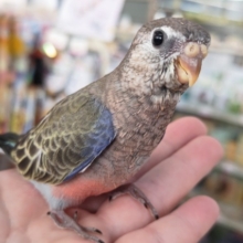 落ち着いた色合いに映えるピンクとブルー🍁 アキクサインコ(ノーマル)