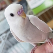 🌟最新画像🌟 透き通る白！ステキ～🌨️ セキセイインコ(白ダブルファクター)