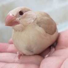 🌟最新画像🌟 魅力いっぱいゴージャス！✨ シナモン文鳥🐣