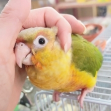 最新画像更新❤べたなれ❤必殺！隠れ身の術🥷ウロコインコのヒナ(パイナップル)入荷しました❤