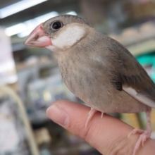 🌟最新画像🌟 慣れてくれそうな予感～🌸 桜文鳥🐣