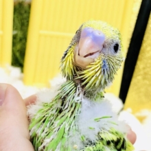 模様の感じは変わるのかな？？　セキセイインコ