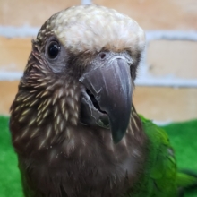 最高のインコ！？ヒオウギインコ入荷！