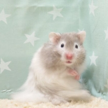 ひとり遊び大好きっ　セーブルハム☆