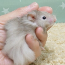 ポ～っとした視線が。。　視線がぁ～　ｽﾃｷ☆☆　セーブルハムスター～～
